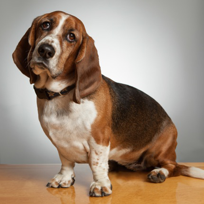 Oliver Photo